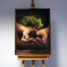 3D-Bild: Bonsai | Gartenkunst, Pflanze, Baum, Hände 3D-Bild: Bonsai | Gartenkunst, Pflanze, Baum, Hände
