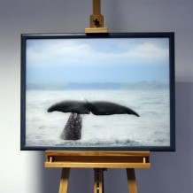 3D-Bild: Walfluke | Meer, Säugetier, Walgesänge