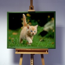 3D-Bild: Kaetzchen auf der Wiese | Natur, Garten, Haustier, Katze
