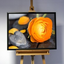 3D-Bild: Ranunkel | Pflanze, Blume, Stein 3D-Bild: Ranunkel | Pflanze, Blume, Stein