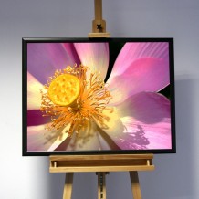 3D-Bild: Lotusblüte | Blume, Pflanze, Garten, Zuhause 3D-Bild: Lotusblüte | Blume, Pflanze, Garten, Zuhause