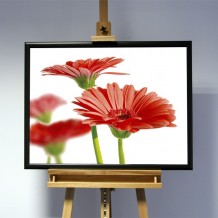 3D-Bild: Gerbera | Blume, Pflanze, Zuhause, Garten, Hobby 3D-Bild: Gerbera | Blume, Pflanze, Zuhause, Garten, Hobby