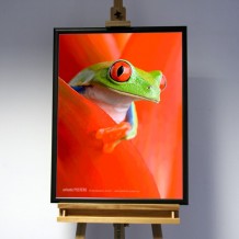 3D-Bild: RedEye Treefrog | Frosch, Tier, Teich, Wasser