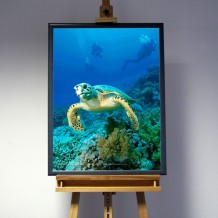 3D-Bild: Hawksbill Turtle | Schildkröte, Meer, Wasser, Panzer