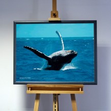 3D-Bild: Buckelwal | Meer, Säugetier, Walgesänge